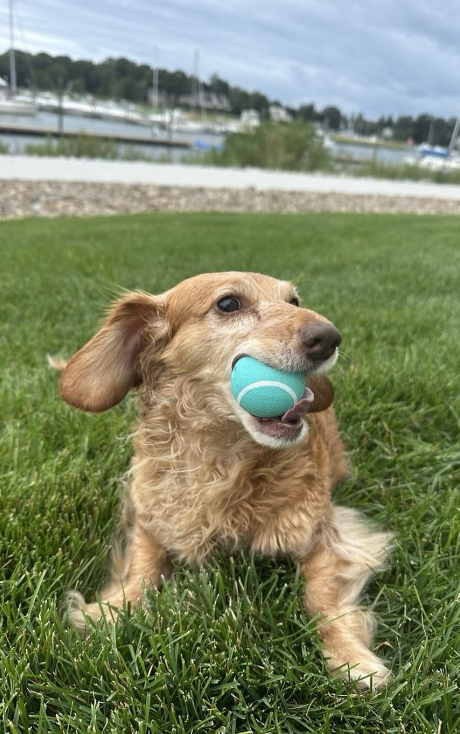 Dog with Ball
